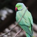 Photo pastel colored bird light