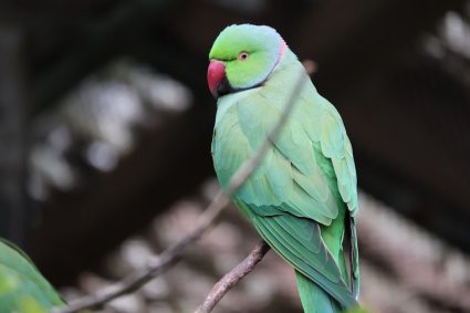 Photo pastel colored bird light
