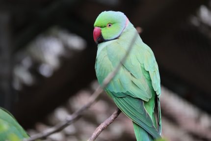 Photo pastel colored bird light