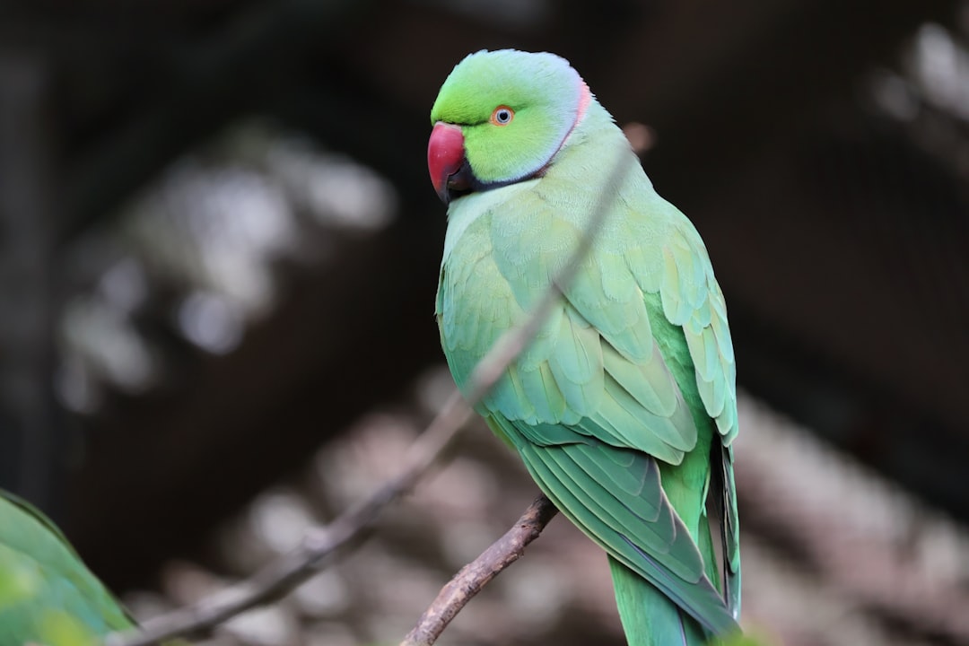 Photo pastel colored bird light